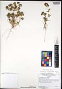 Navarretia atractyloides image