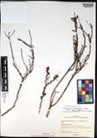Eriogonum fasciculatum var. flavoviride image