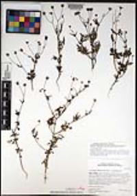 Coreocarpus parthenioides var. parthenioides image