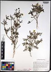 Coreocarpus parthenioides image
