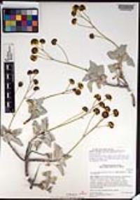Encelia farinosa var. phenicodonta image