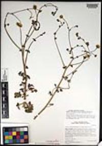 Perityle crassifolia var. robusta image