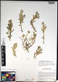 Batis maritima image