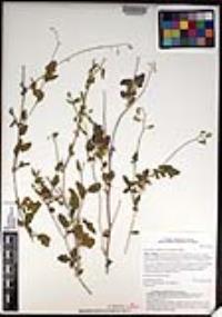 Lyrocarpa coulteri image