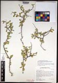 Schaefferia cuneifolia image