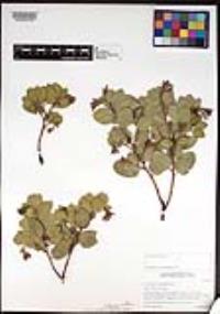 Arctostaphylos australis image