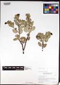 Arctostaphylos bolensis image