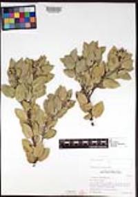 Arctostaphylos glandulosa image