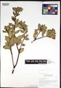 Arctostaphylos glandulosa image