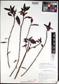 Ditaxis brandegeei var. brandegeei image