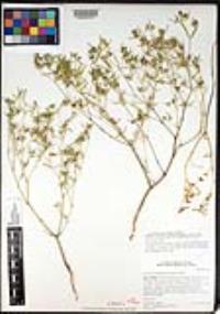Euphorbia trachysperma image