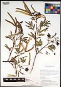 Desmanthus fruticosus image