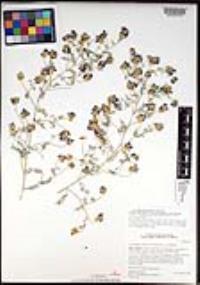 Psorothamnus emoryi var. arenarius image