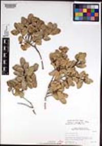 Quercus oblongifolia image