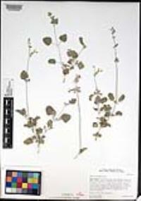 Salvia cedrosensis image