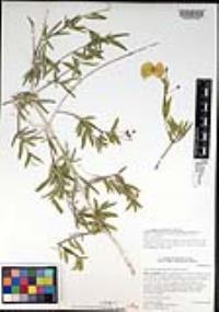 Callaeum macropterum image