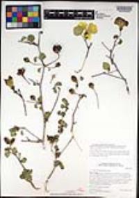Gossypium armourianum image