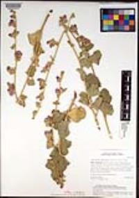 Malacothamnus fasciculatus image