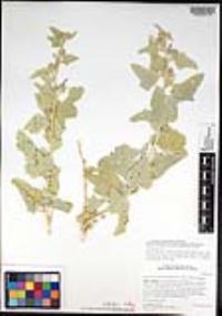Sphaeralcea axillaris image