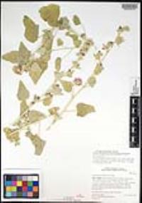 Sphaeralcea hainesii image