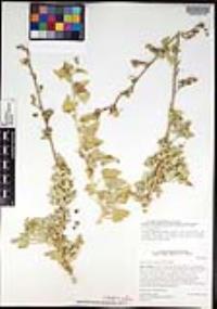 Sphaeralcea hainesii image