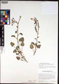 Chylismia cardiophylla image