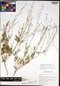 Boerhavia triquetra var. intermedia image
