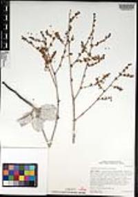 Eriogonum encelioides image