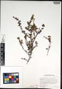 Eriogonum fasciculatum image