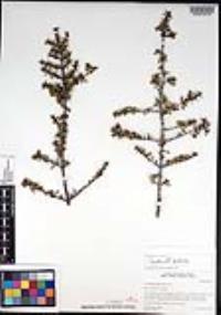 Ceanothus greggii var. perplexans image