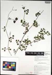 Cardiospermum tortuosum image