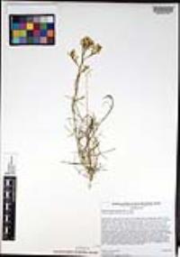 Gutierrezia microcephala image