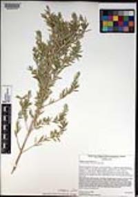 Pluchea sericea image
