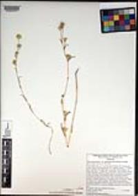 Pyrrocoma brachycephala image