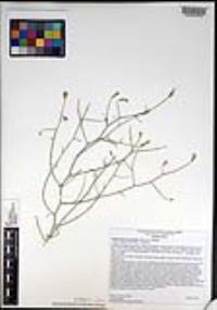 Stephanomeria pauciflora image