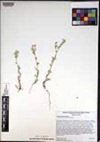 Cryptantha clokeyi image