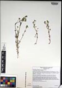 Cryptantha maritima image