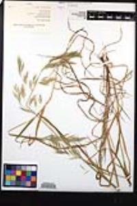 Bromus berteroanus image