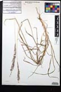 Digitaria californica image