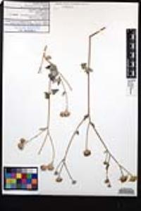 Bahiopsis chenopodina image