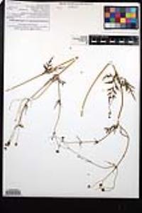 Coreocarpus parthenioides var. parthenioides image