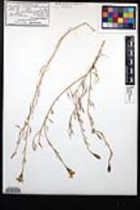 Nicolletia trifida image