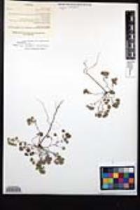 Eremocarya micrantha var. micrantha image