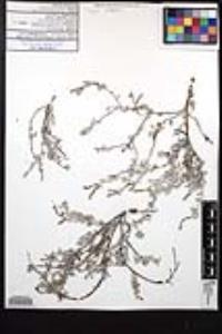 Heliotropium procumbens image