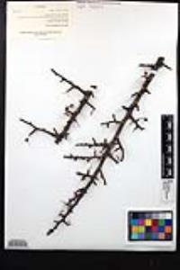 Bursera microphylla image