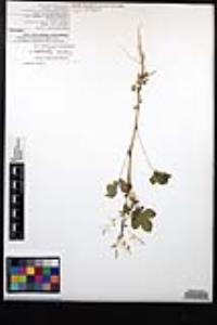 Gynandropsis gynandra image