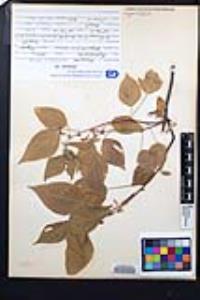 Acalypha comonduana image