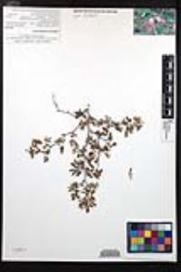 Calliandra eriophylla image