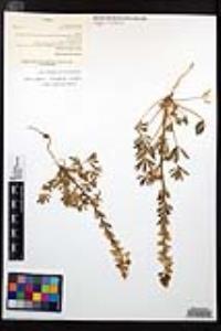Lupinus arizonicus image