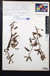 Mimosa tricephala image